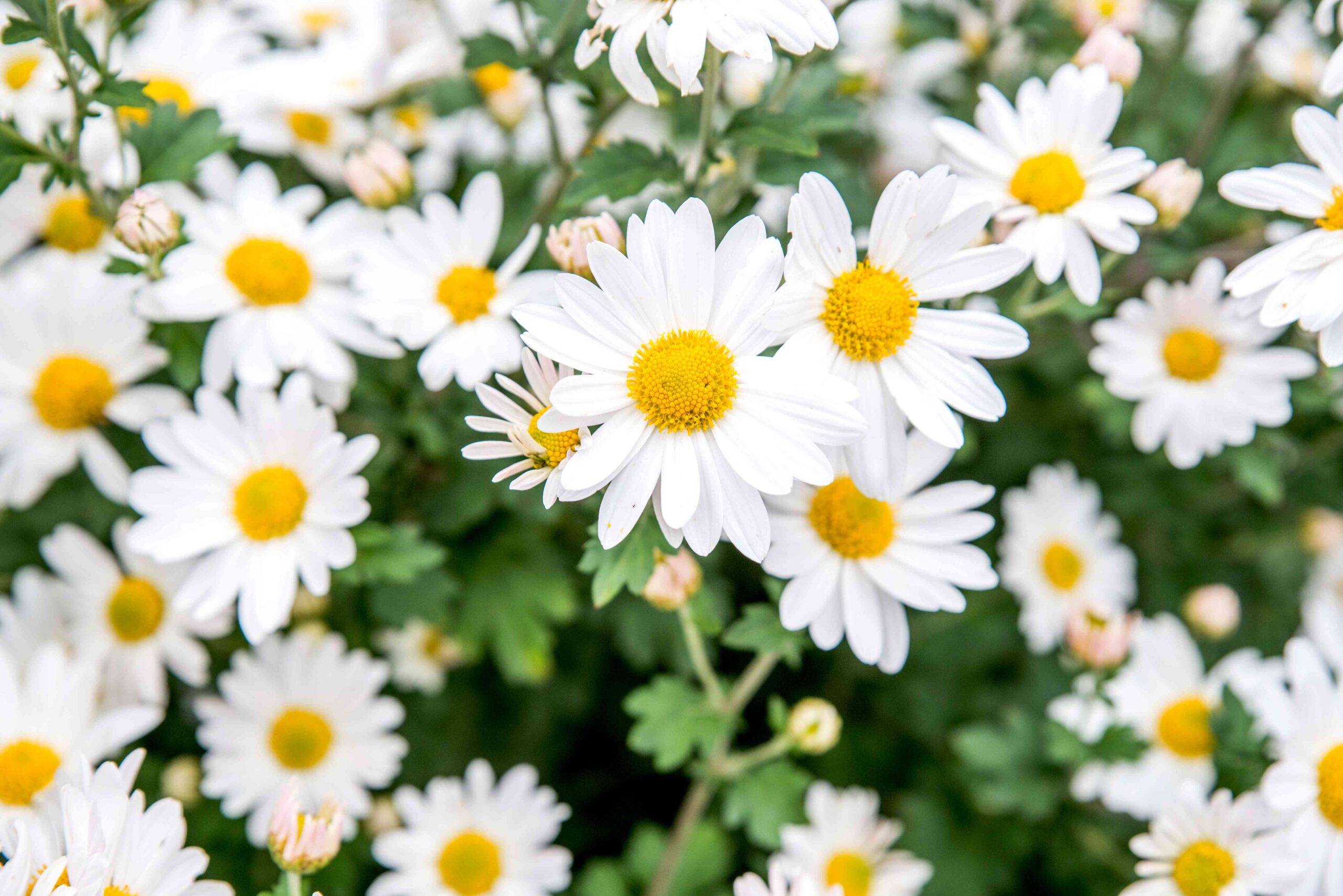 Daisy Flower Garden