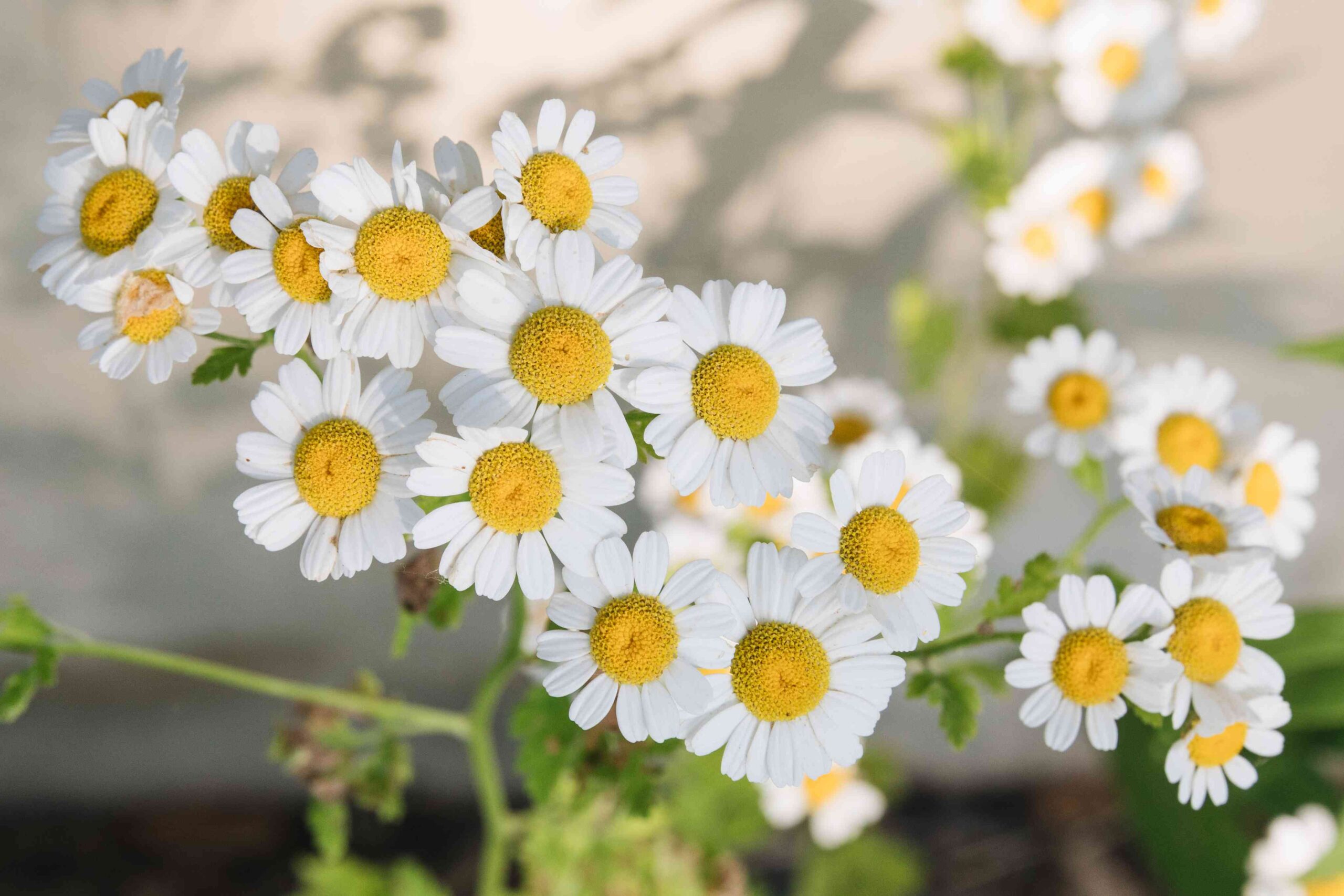 Chamomile garden